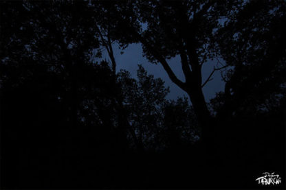 Nuit sombre dans une forêt